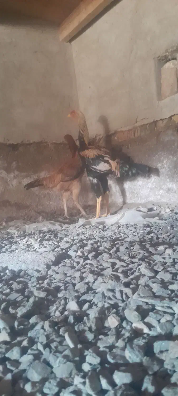 لاری افغان درجه۱|حیوانات مزرعه|گمیشان, |دیوار