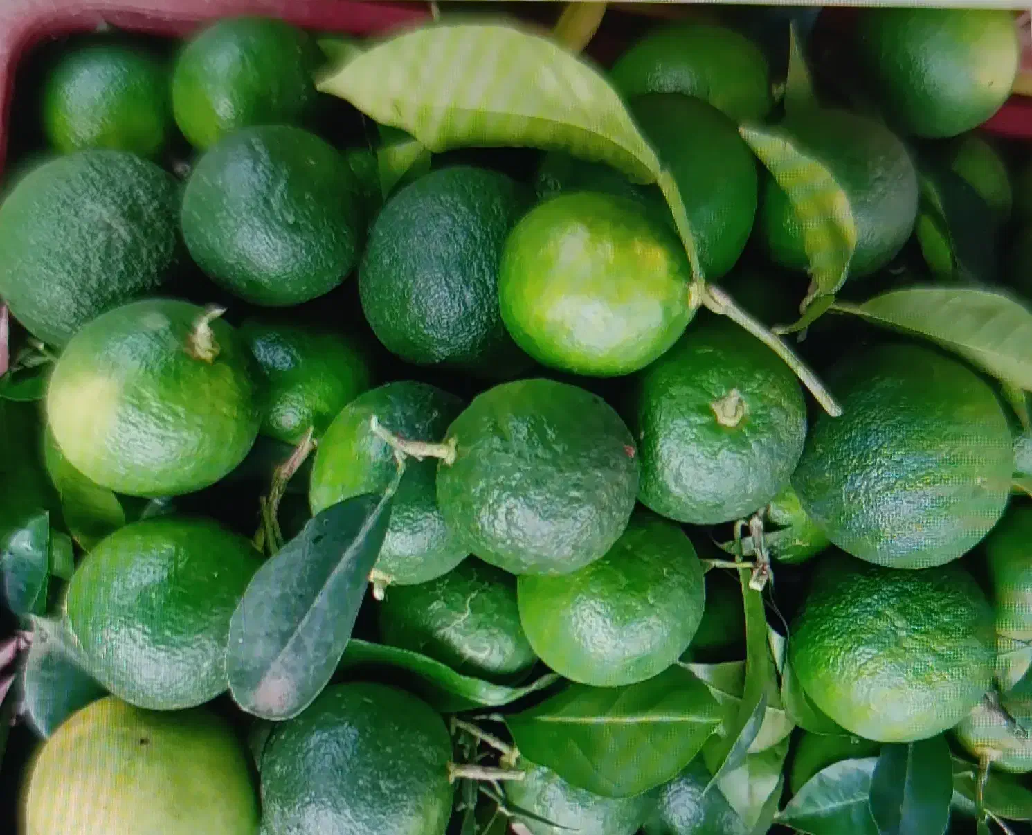 نارنج آبدار موجوده 28|حراج|عباسآباد, |دیوار