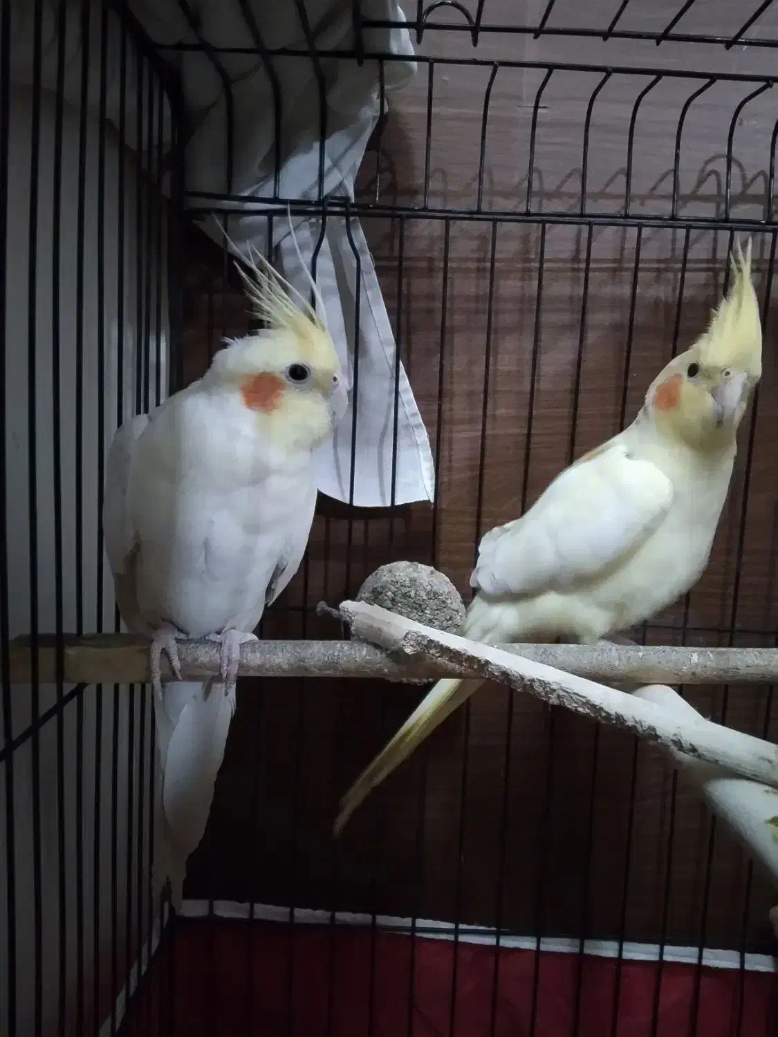 جفت عروس هلندی مولد درجه یک|پرنده|مشهد, نوید|دیوار