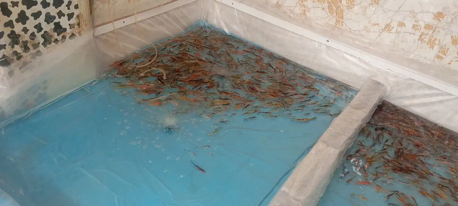 ماهی قرمز|ماهی|همدان, |دیوار