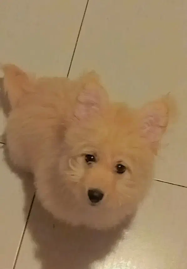 مالتیز .شیتزو روباهی|سگ|رشت, سعدی (تختی)|دیوار