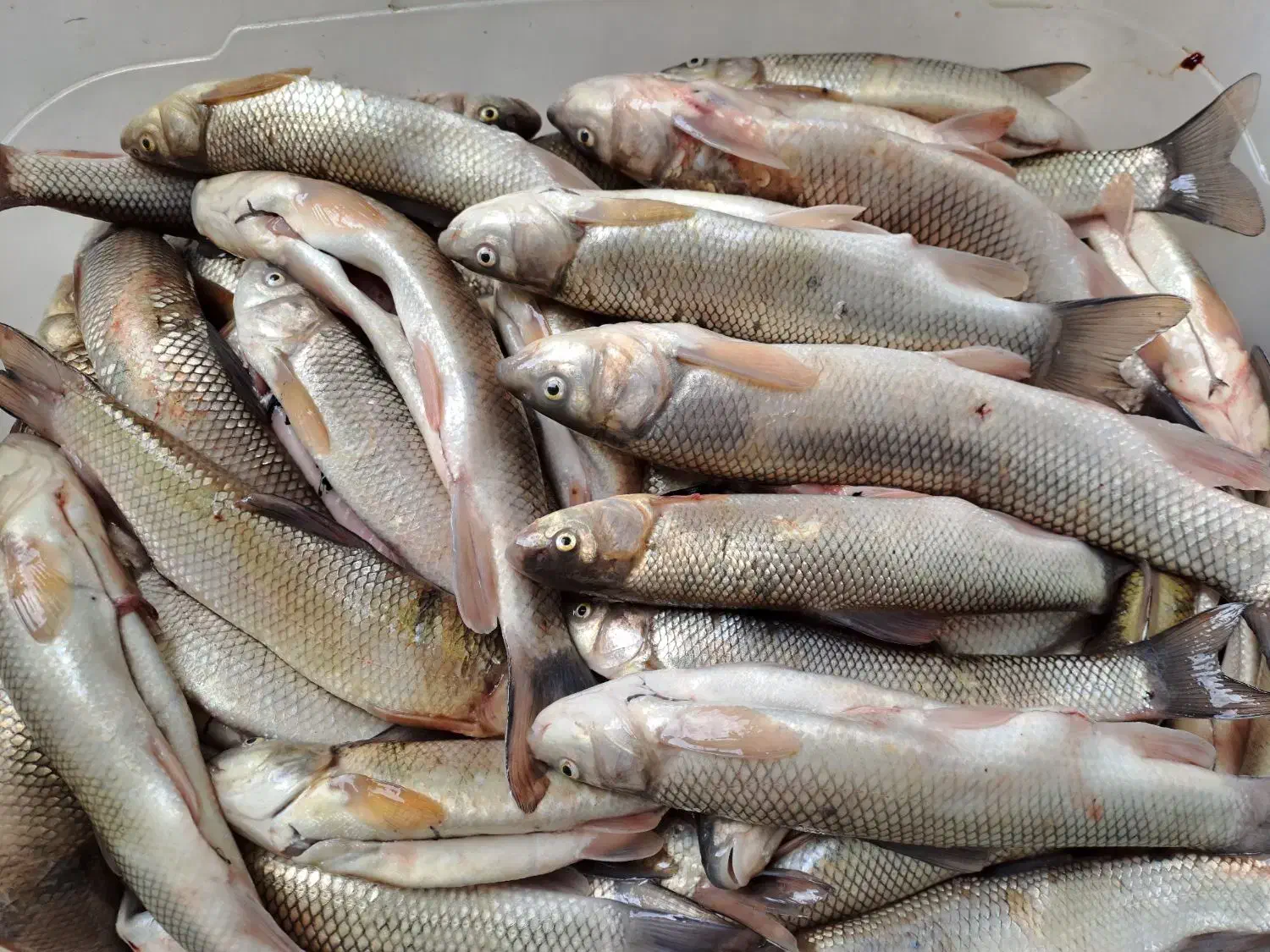 ماهی رودخانه ای|ماهی|میانه, |دیوار