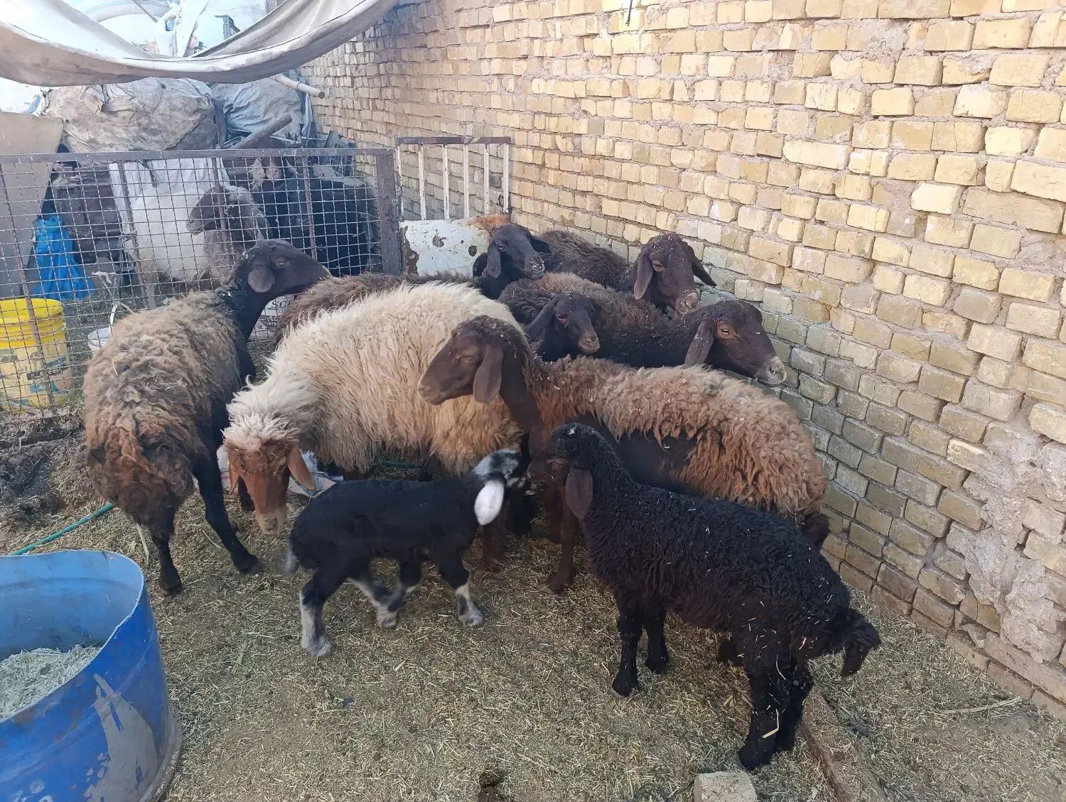 میش بره افشاری|حیوانات مزرعه|اردکان, |دیوار