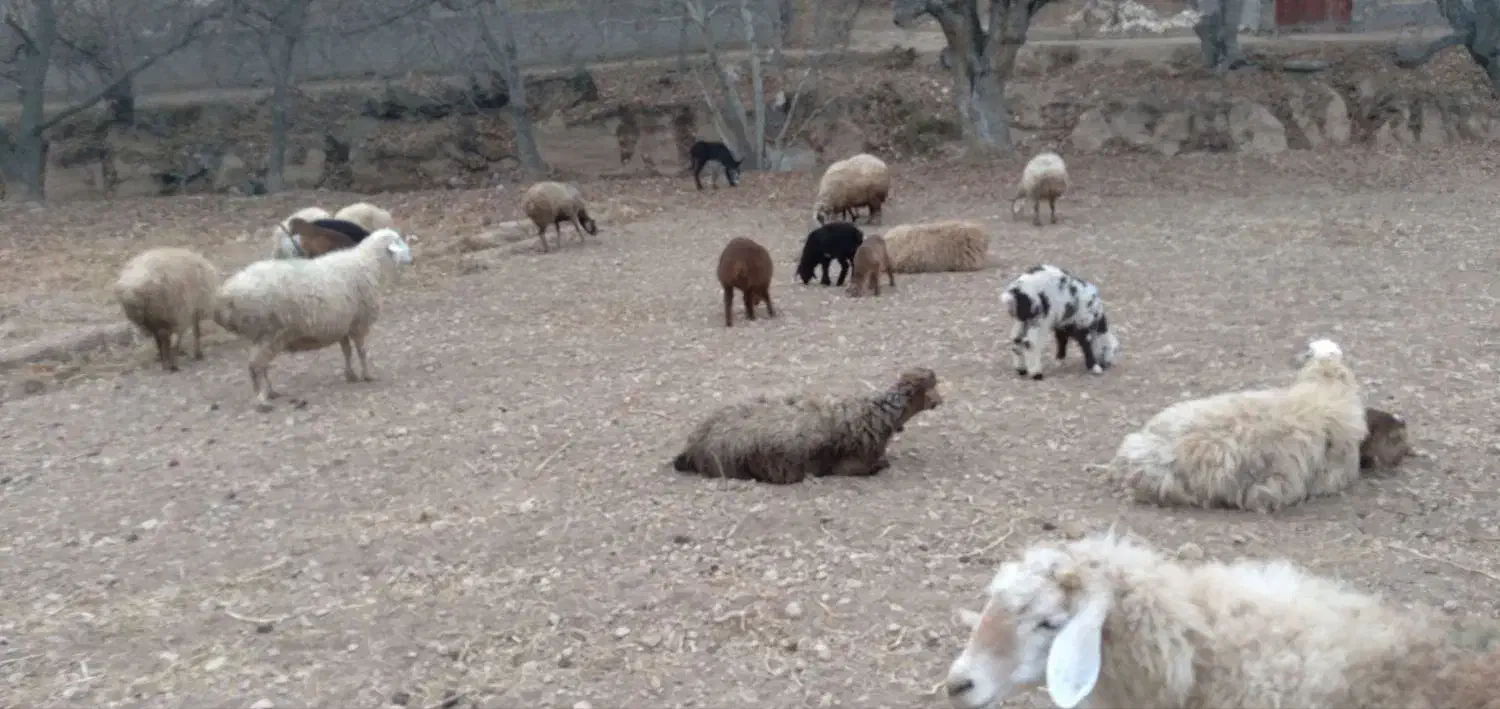 میش موقانی ۱۲|حیوانات مزرعه|بجنورد, |دیوار