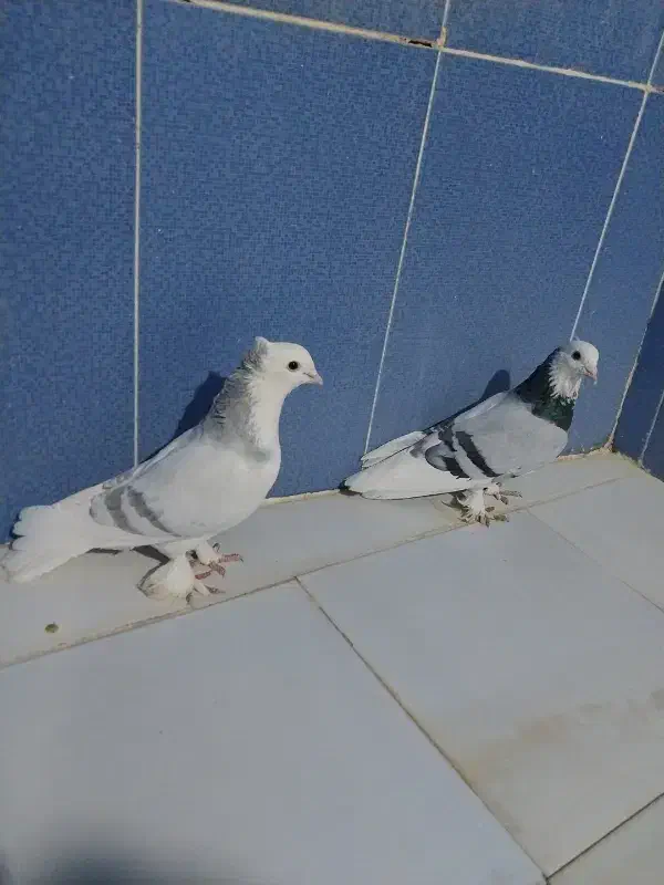 کبوتر|پرنده|زهک, |دیوار