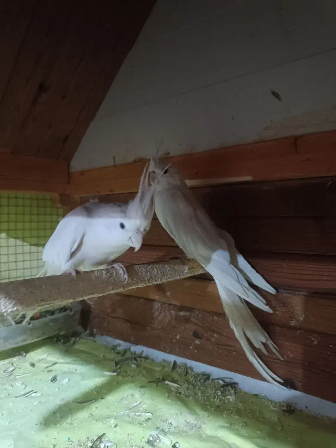 عروس هلندی فروشی|پرنده|زاهدان, |دیوار