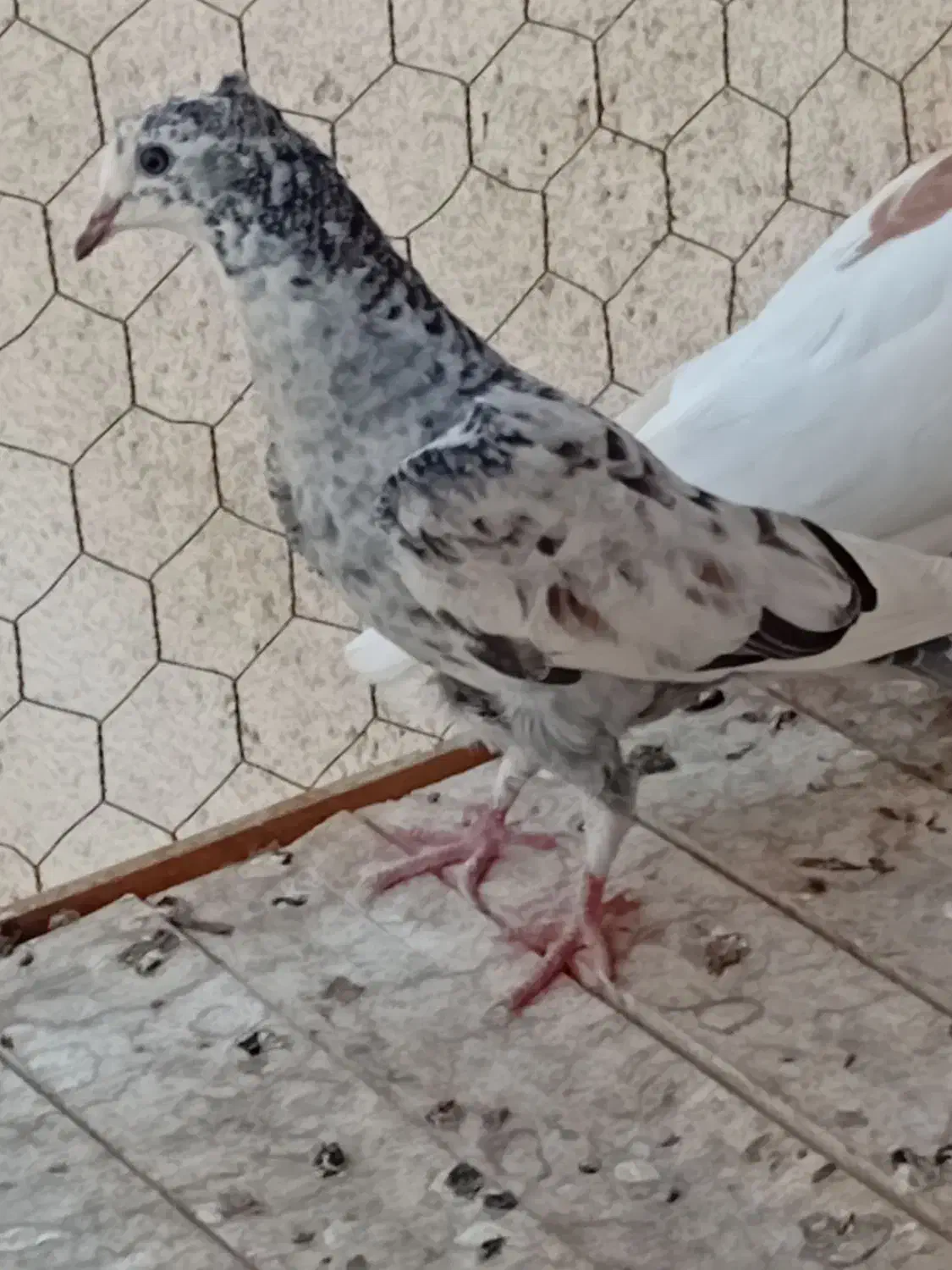 گرفتنی|پرنده|قم, شاه سید علی|دیوار