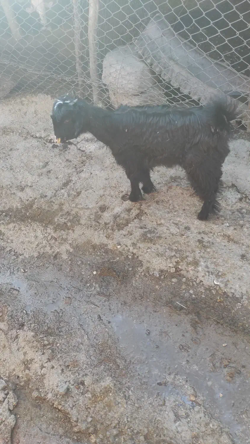 بزغاله..علف خور|حیوانات مزرعه|دزفول, |دیوار