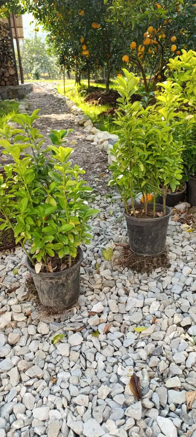 حدود ۲۰۰عدد شمشاد ۳ساله موجوده قیمت ۱۴|حراج|عباسآباد, |دیوار