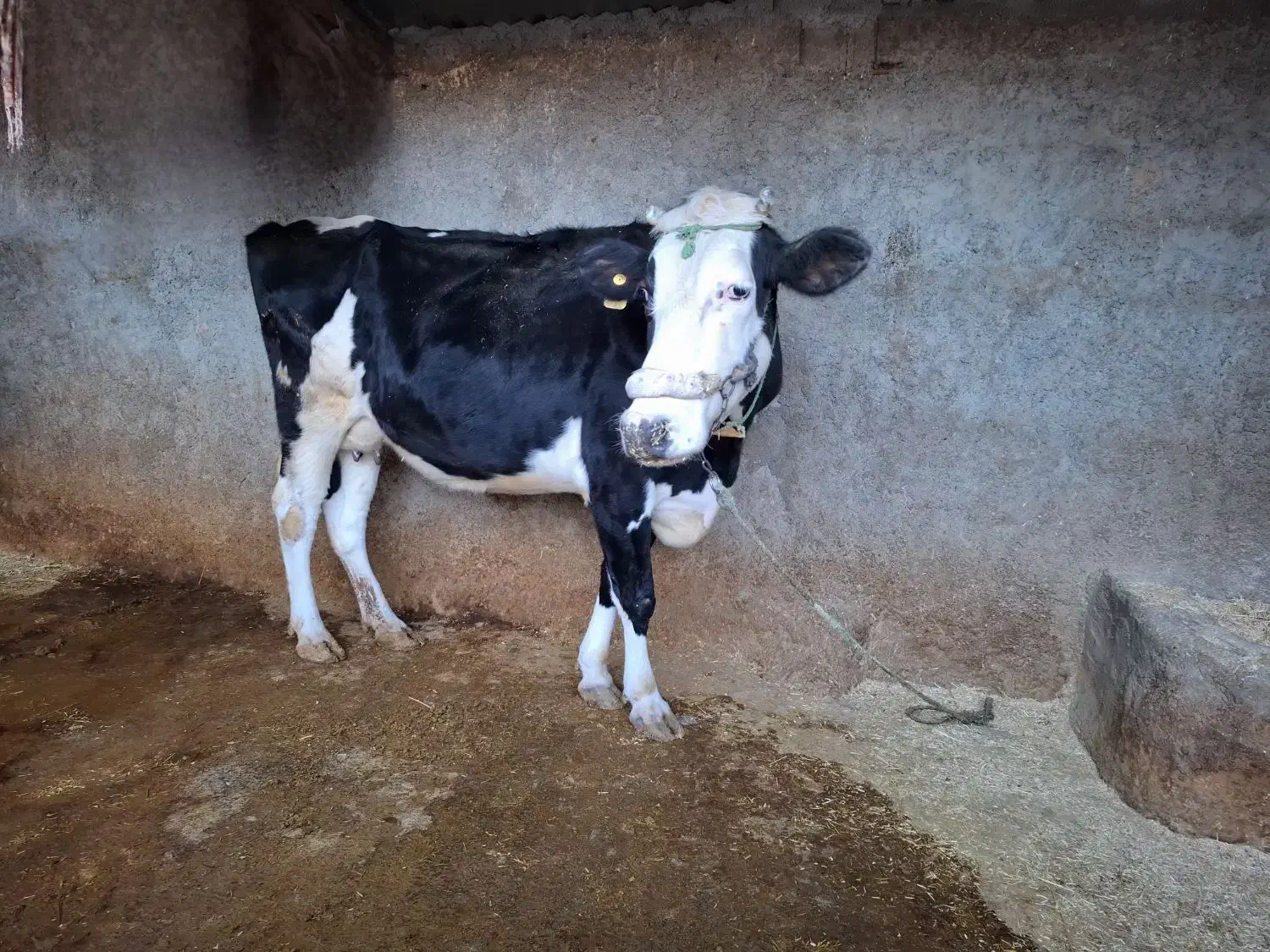 فروش فوری گاو ابستن|حیوانات مزرعه|چرداول, |دیوار