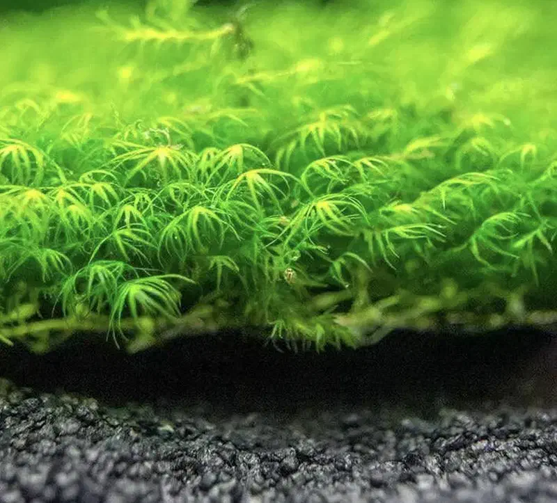 خزه اکواریوم|ماهی|تهران, نظامی گنجوی (توانیر)|دیوار