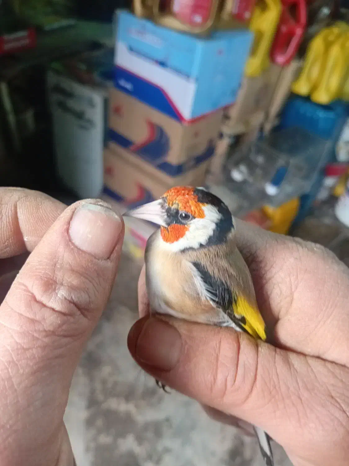 سهره|پرنده|ترکمانچای, |دیوار