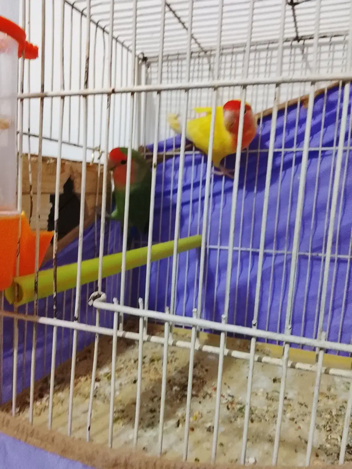 یک جفت طوطی برزیلی صددرصد مولد 4 تخم|پرنده|بومهن, |دیوار