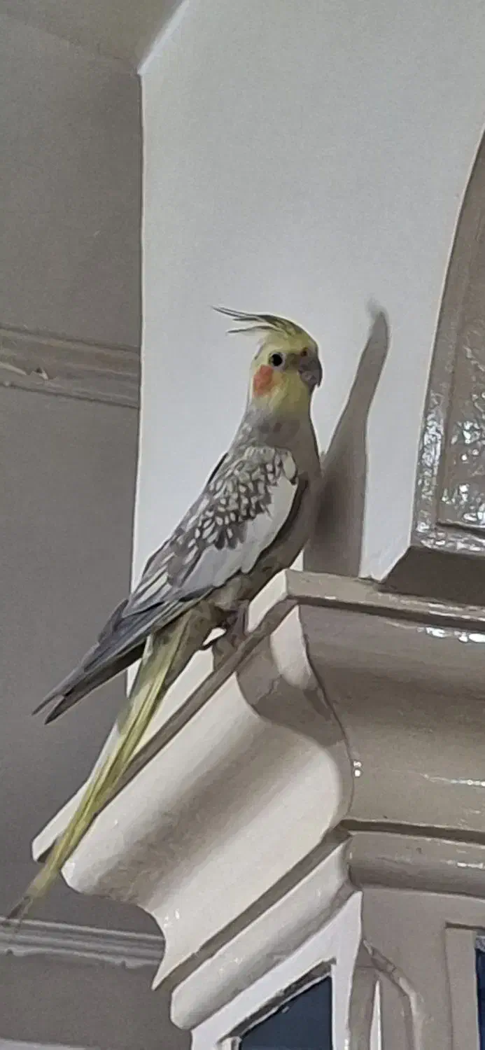 عروس هلندی سرحال|پرنده|زرین دشت (همدان), |دیوار