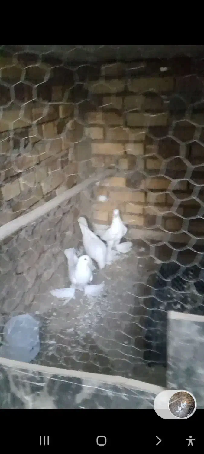 کبوتر نر|پرنده|اهر, |دیوار