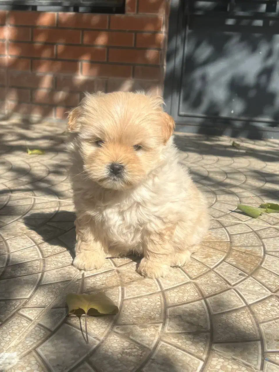 پودل کراس عروسکی|سگ|اصفهان, پینارت|دیوار