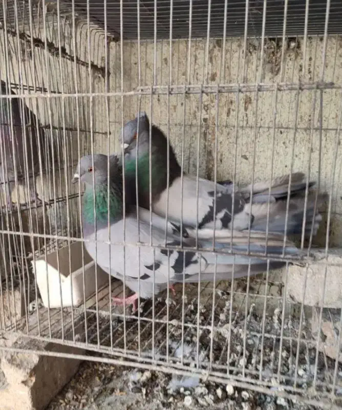 پرورش فروش کبوتر سبز انزیمیت دارو خارجی ارزن گندم|پرنده|تهران, خلیج فارس|دیوار