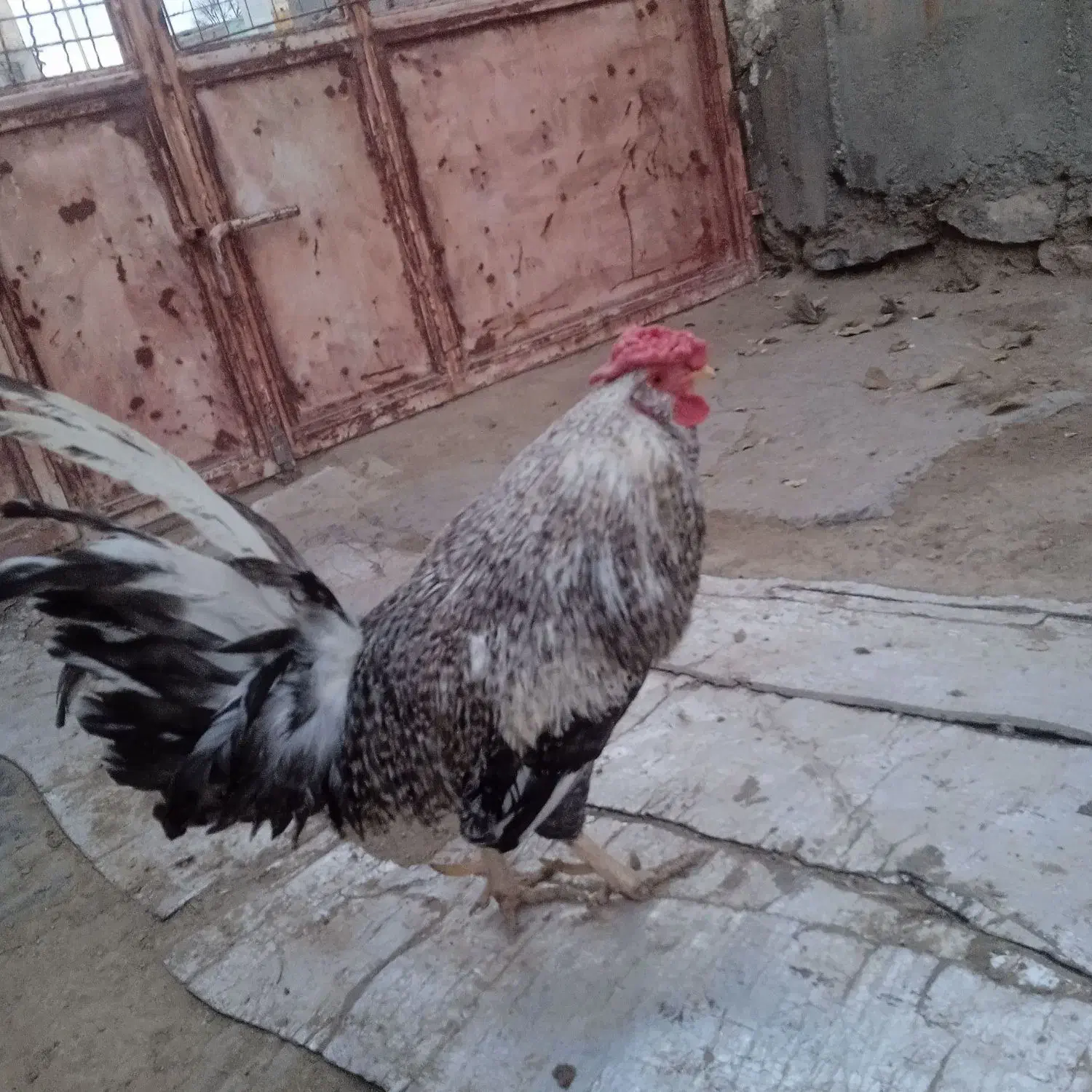 خروس گلین|پرنده|سریش آباد, |دیوار