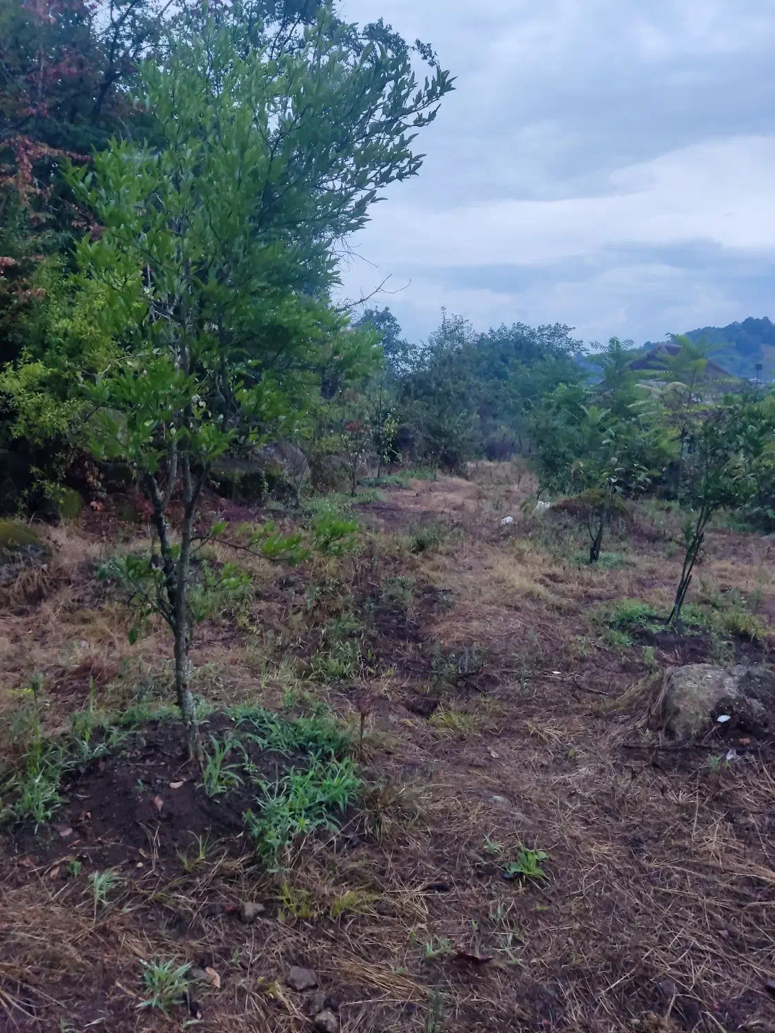 636متر زمین ویلایی مسکونی در شیرآباد|فروش زمین و ملک کلنگی|حویق, |دیوار