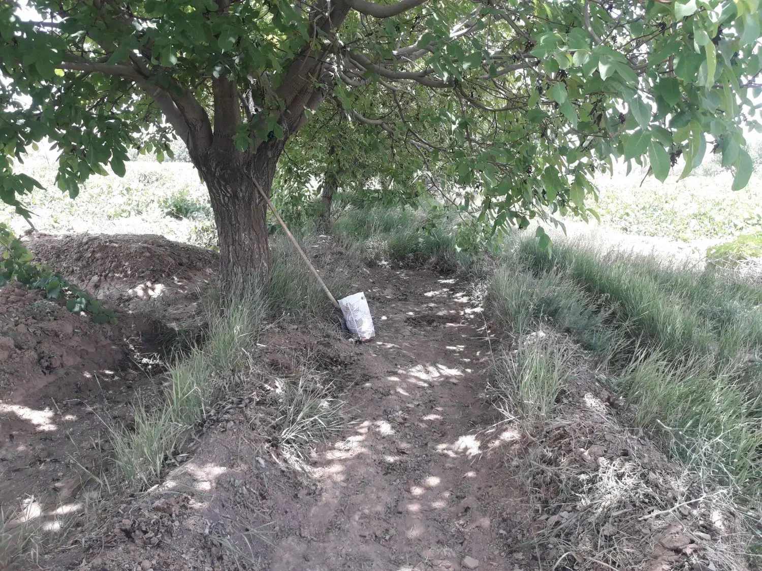 فروش باغ|فروش زمین و ملک کلنگی|سامن, |دیوار