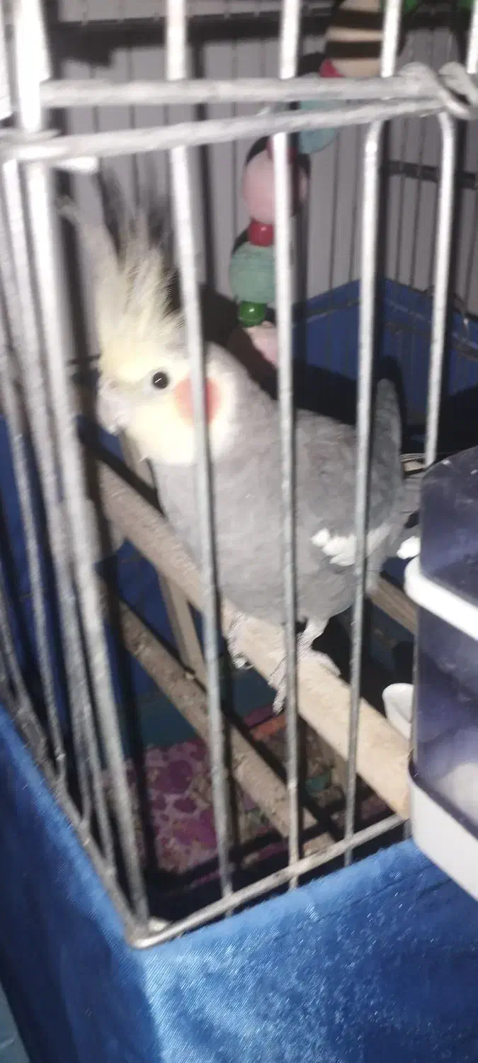 فروش عروس هلندی|پرنده|فردیس, انبار نفت|دیوار