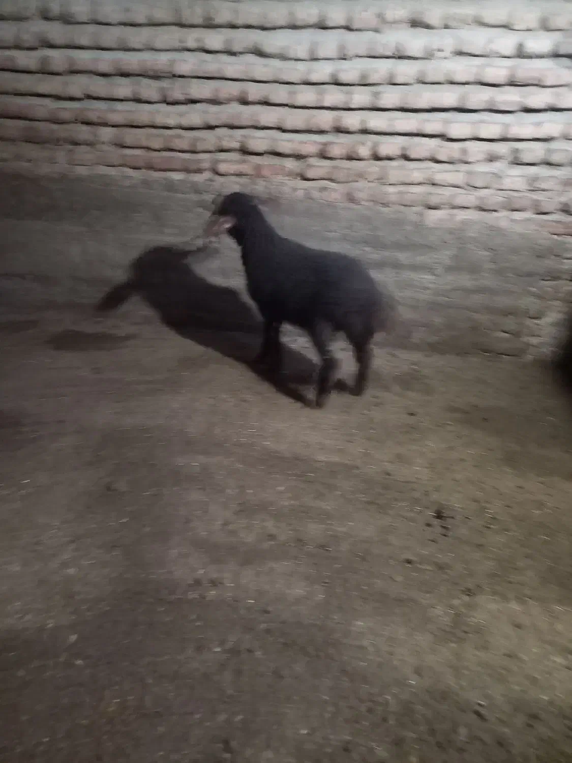 بره ماده خوراکی|حیوانات مزرعه|آزادشهر, |دیوار