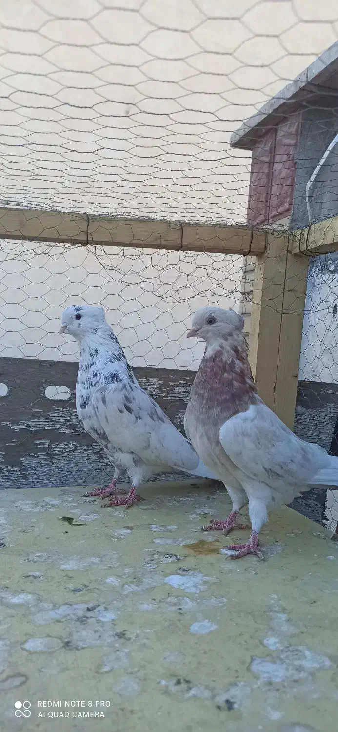 نقش و پرشی|پرنده|سمنان, |دیوار