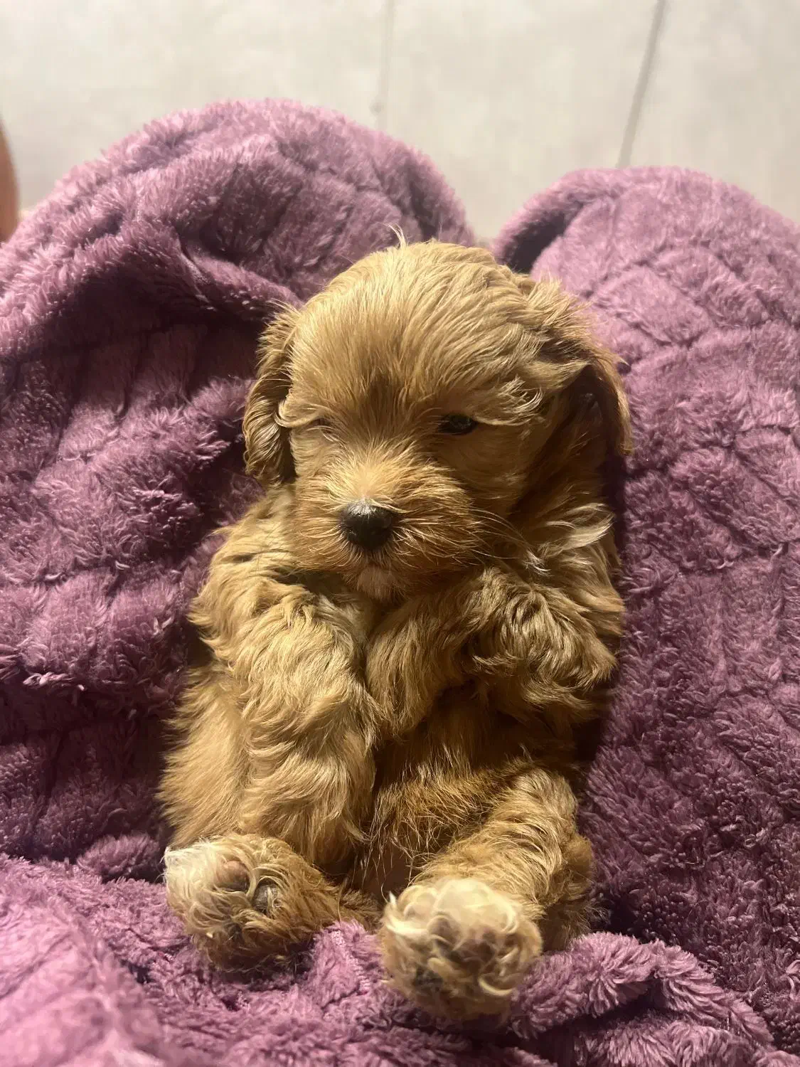 سگ توی پودل اصیل|سگ|تالش, تالش|دیوار