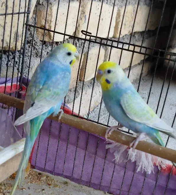 مرغ عشق رینبو و پروانه ای|پرنده|دوگنبدان, |دیوار