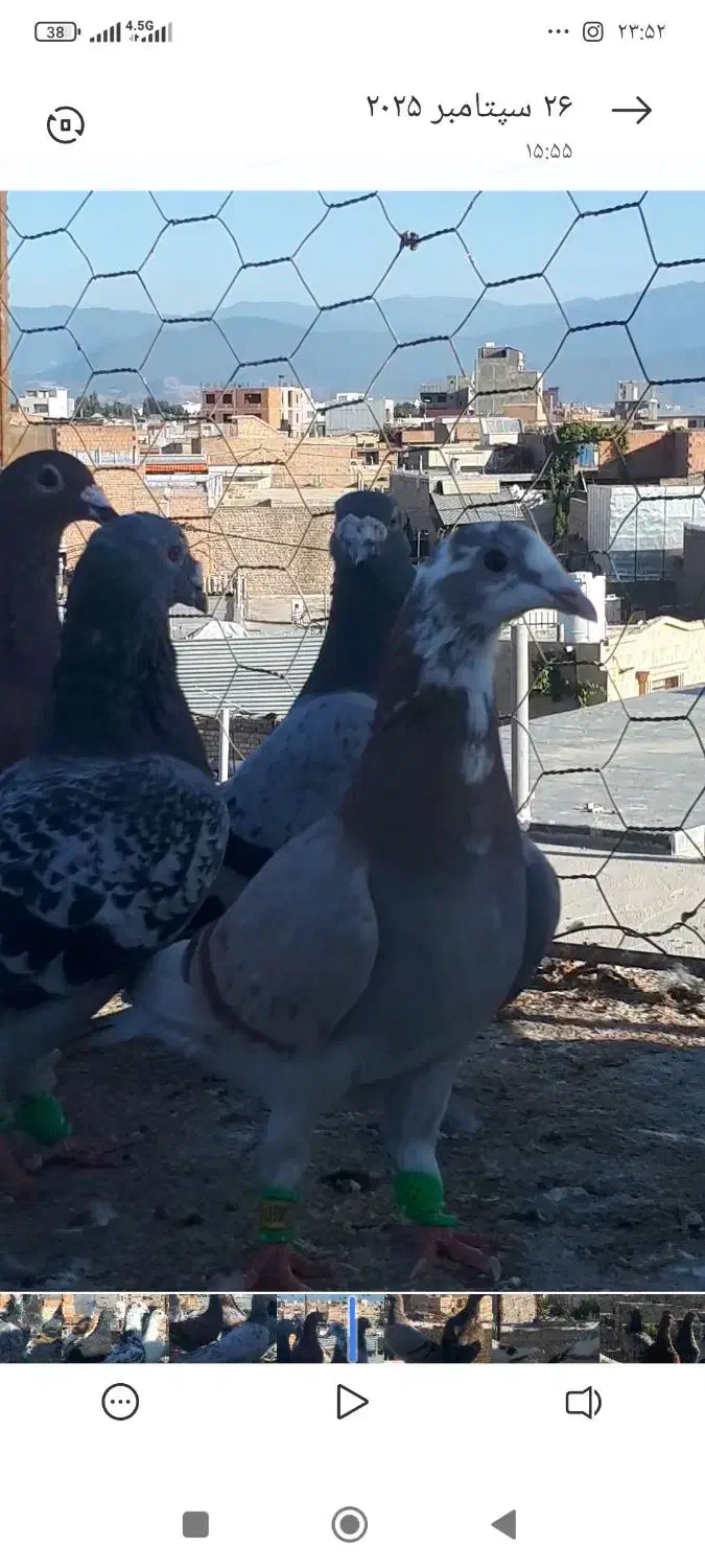 مگسی و فیلی گمشده غروب بازی|پرنده|گنبد کاووس, |دیوار