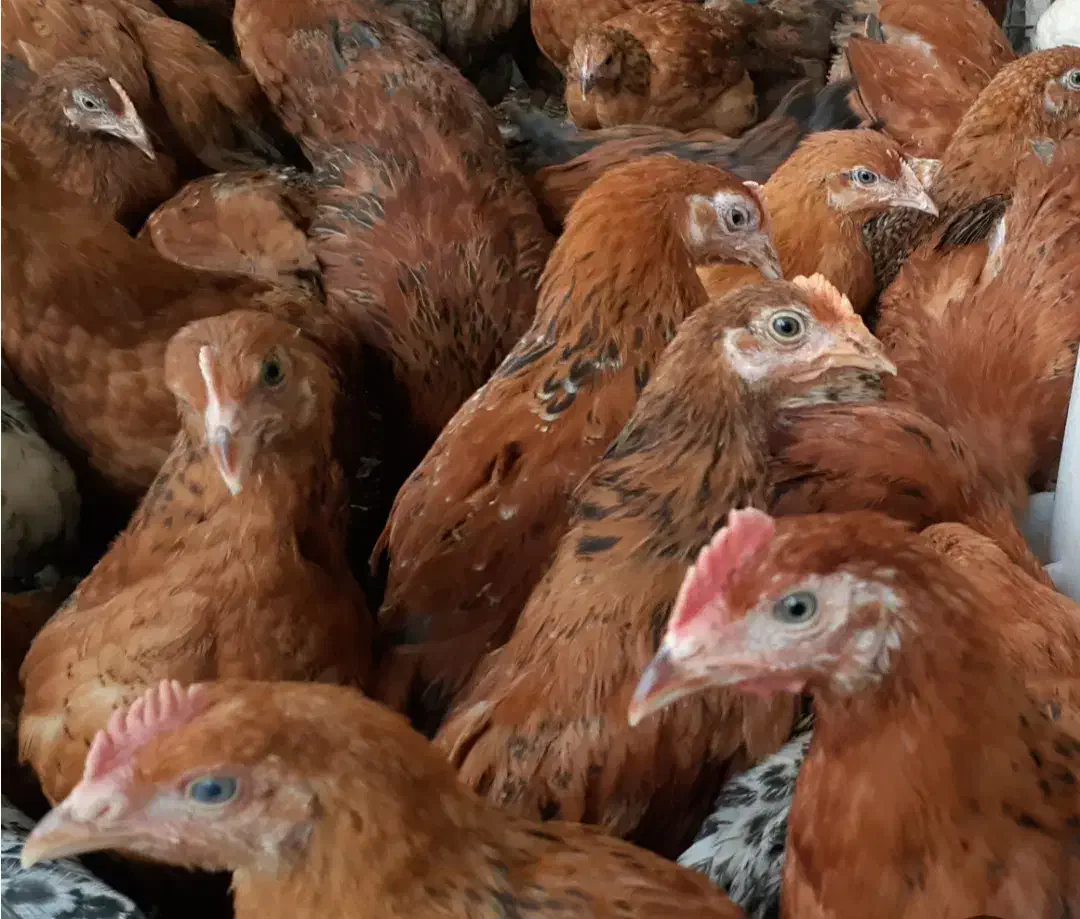 ۱۰ عدد جوجه هفت ماهه|حیوانات مزرعه|سرپل ذهاب, |دیوار