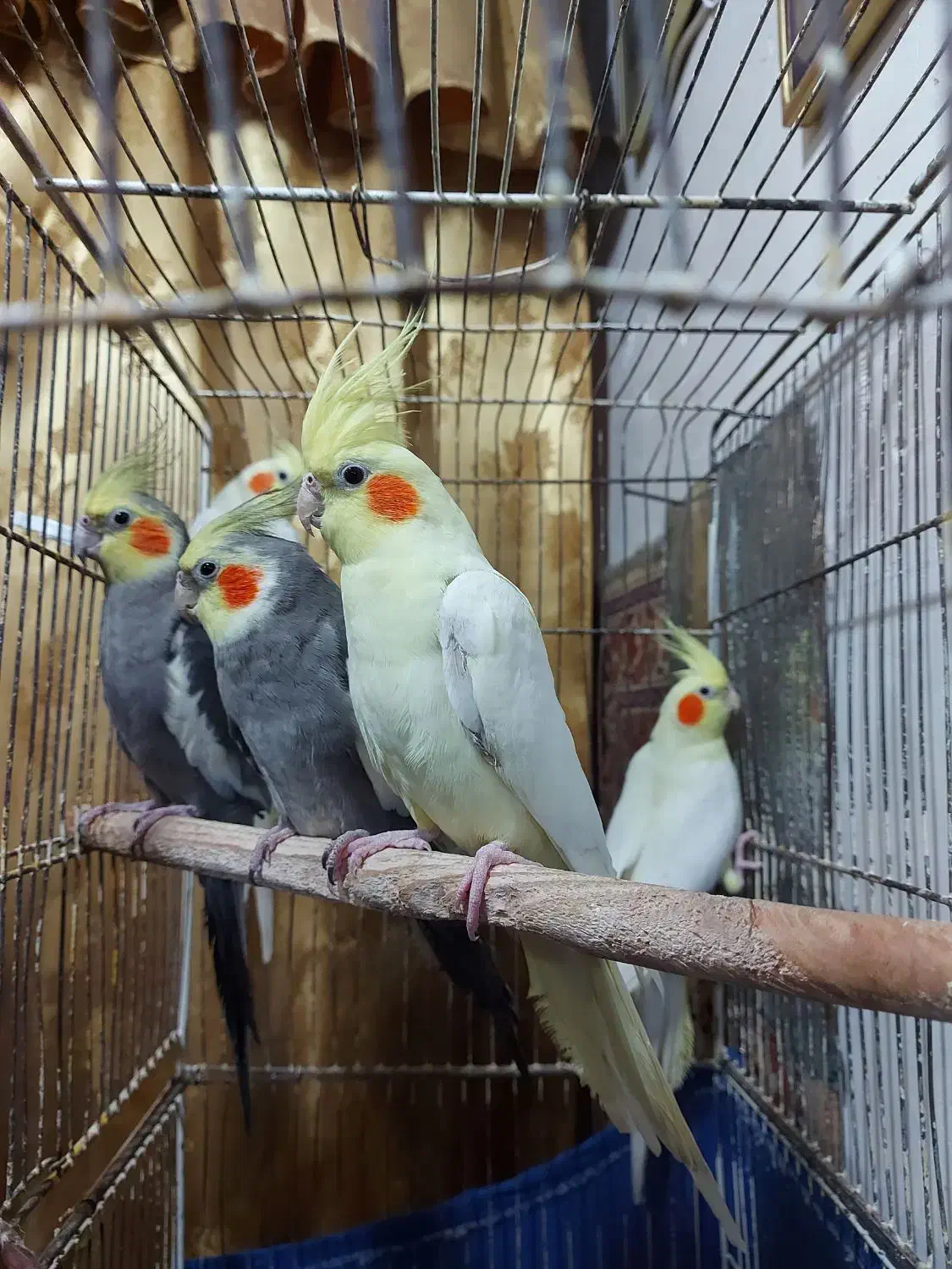 عروس هلندی طوطی لوتینو|پرنده|رشت, نخودچر|دیوار