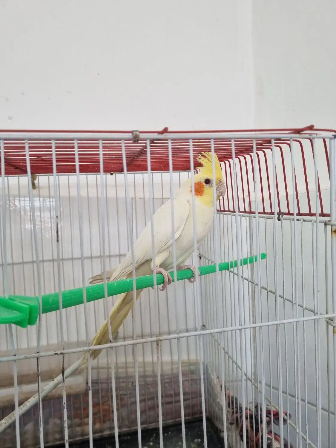 عروس هلندی|پرنده|تربتحیدریه, اندیشه|دیوار