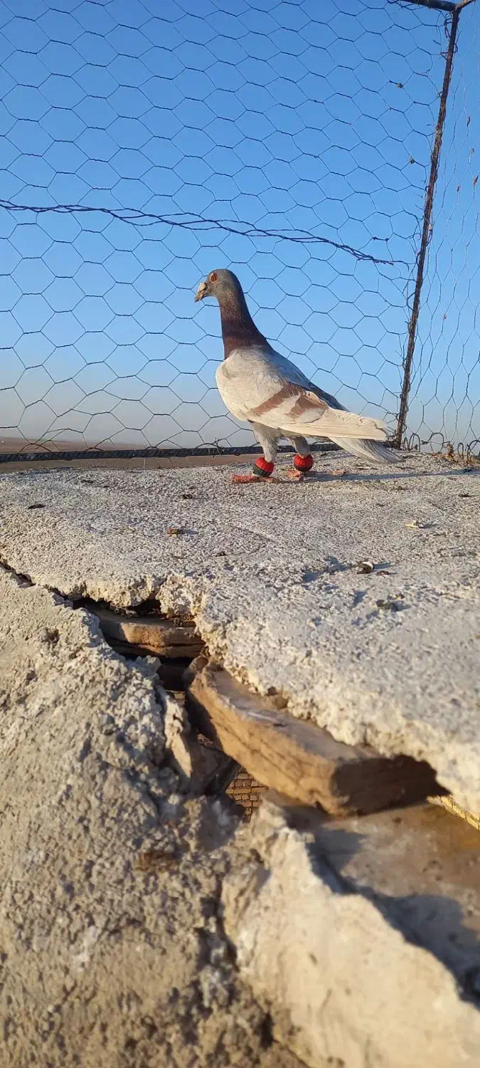 اوقون نر|پرنده|تربت جام, جامرود|دیوار