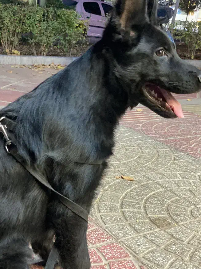 سگ ژرمن بلک|سگ|یزد, |دیوار