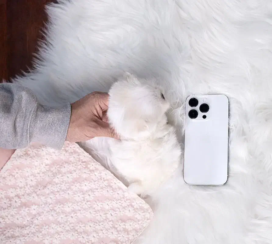 پت فینگیلی|سگ|بندرعباس, |دیوار