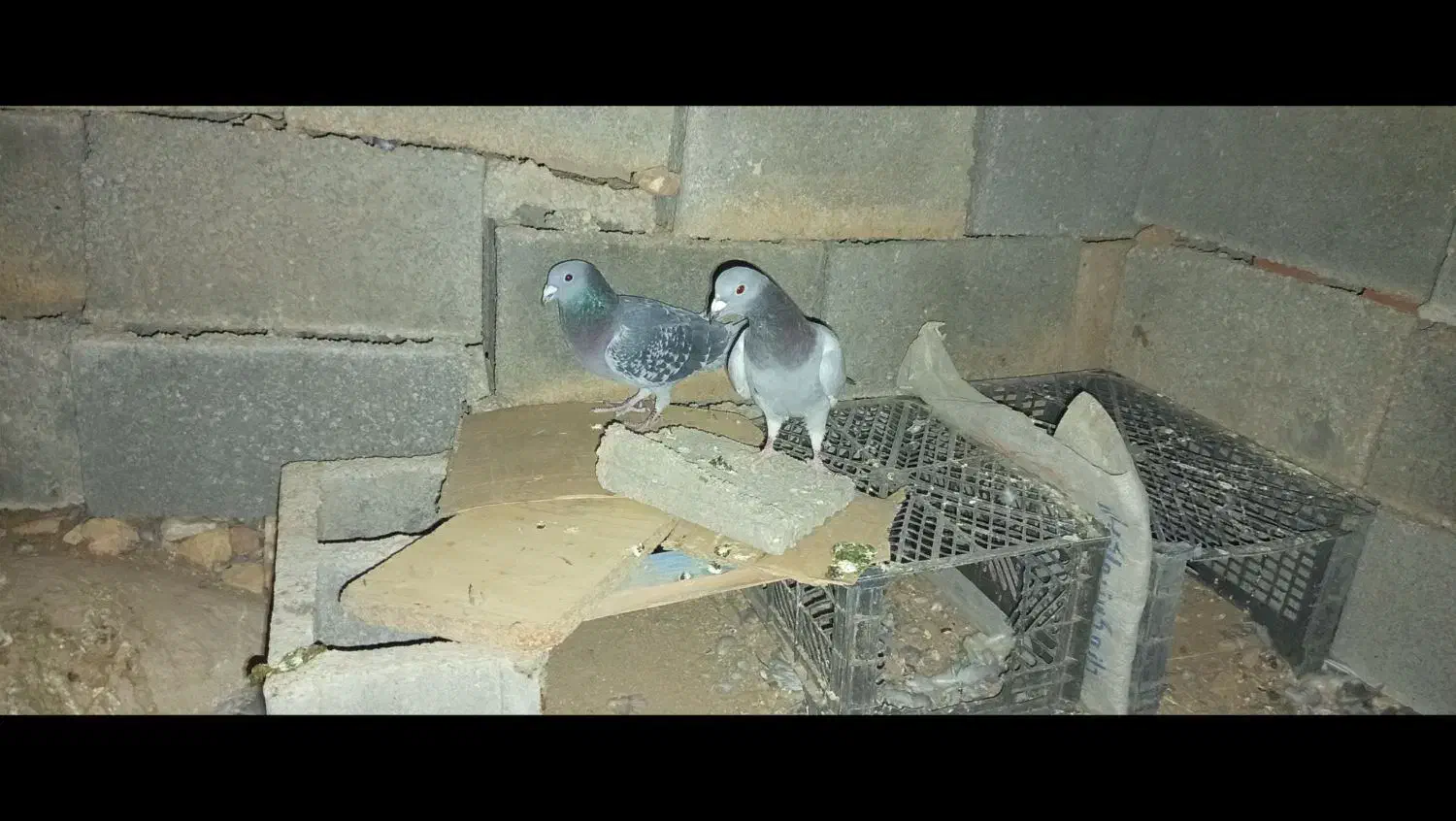 کبوتر پلاکی|پرنده|سپیدان, |دیوار