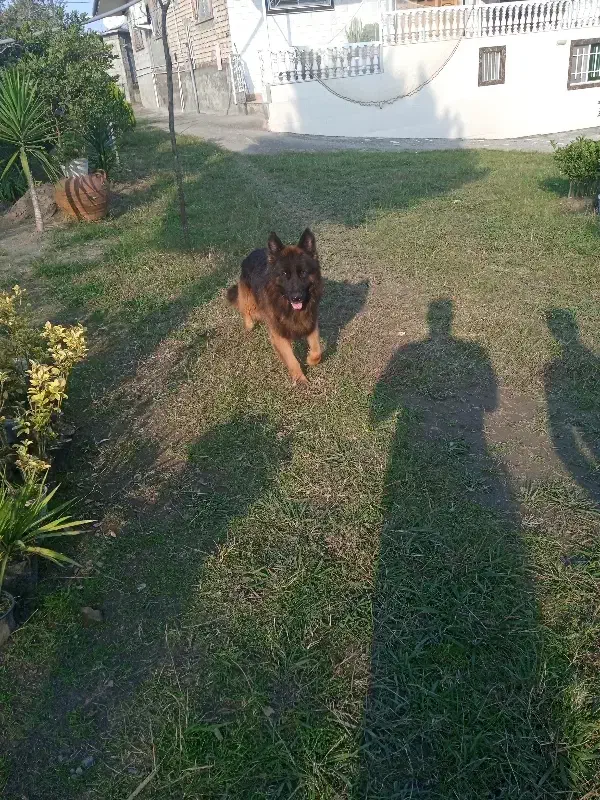 سگ ژرمن شپرد|سگ|کلاچای, |دیوار