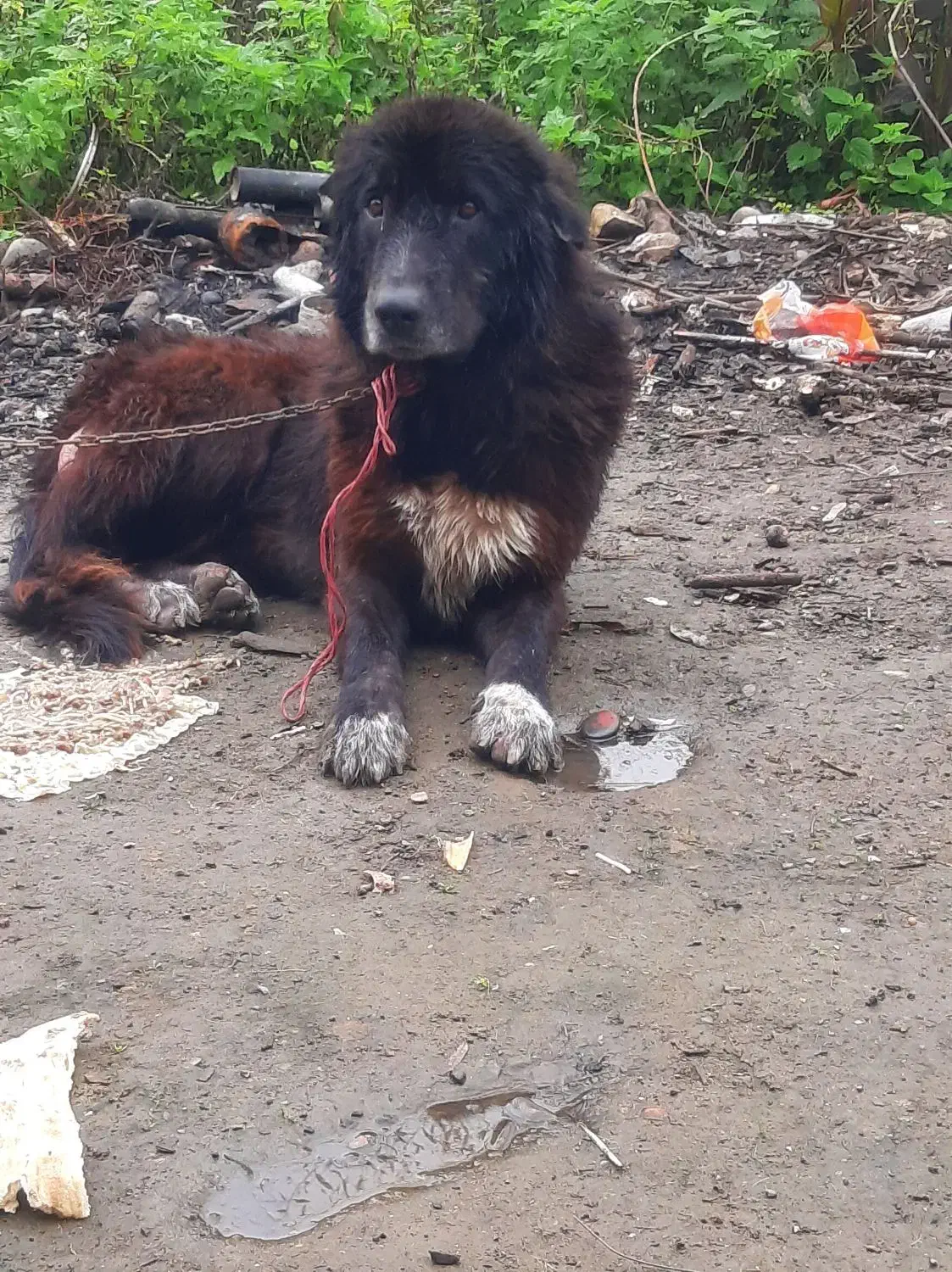 سگ در سگ|سگ|رودبار, |دیوار