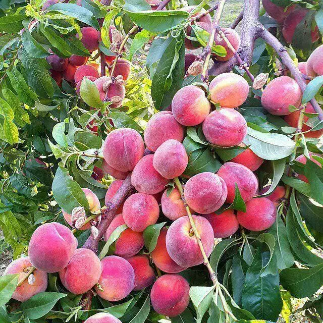 نهالستان میوه و گردو و بادام دیر گل|خدمات باغبانی و درختکاری|بوشهر, |دیوار