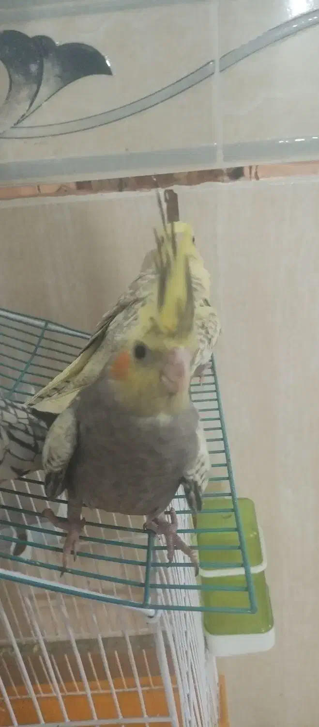 جوجه عروس هلندی|پرنده|چابهار, |دیوار