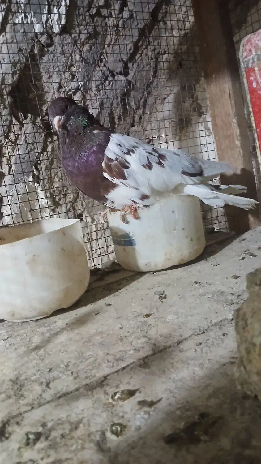 معاوضه چند جفت کله ای  با سگ قدرجونی یا زنبور|پرنده|سمیرم, |دیوار