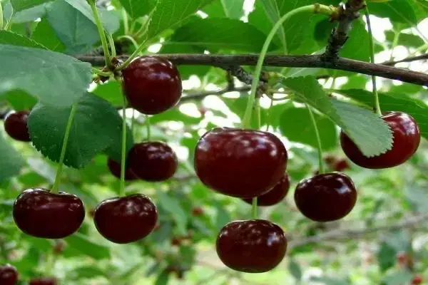 باغ میوه|فروش زمین و ملک کلنگی|پول, |دیوار