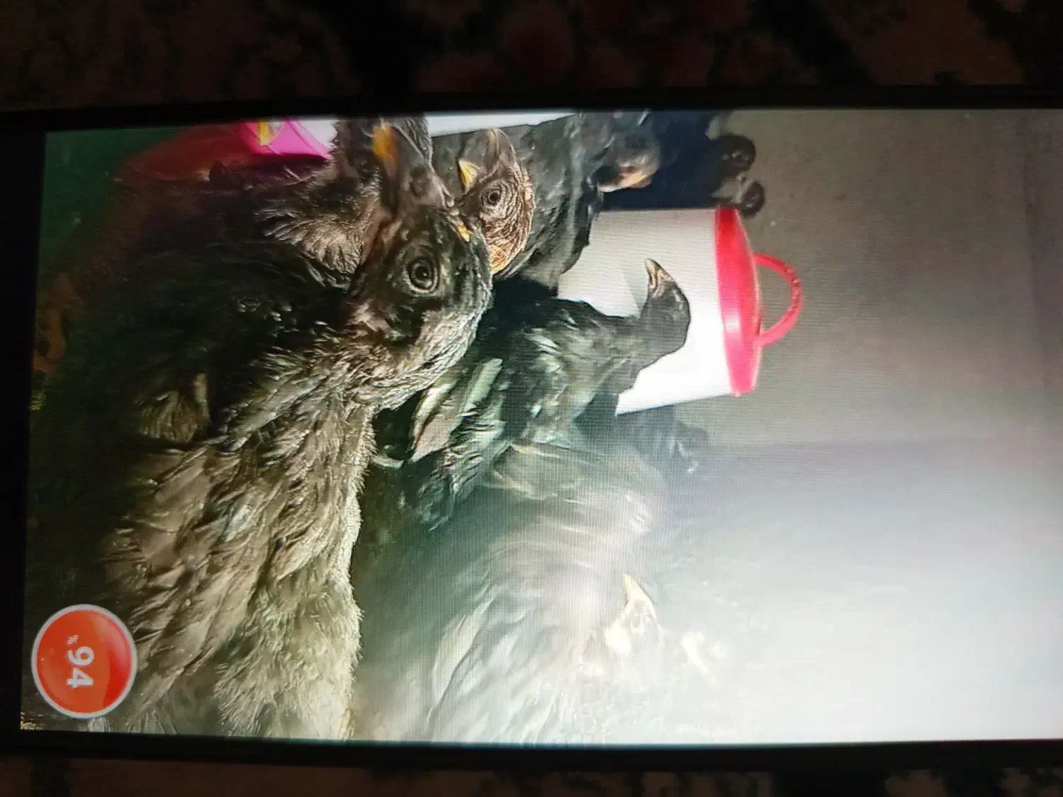 جوجه بلک استاراصل پامشگی|حیوانات مزرعه|چهارباغ, |دیوار