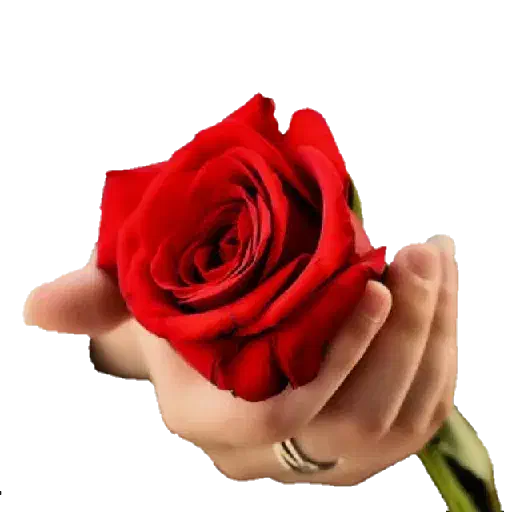 یک باب مغازه کوروش بلوار ذوالفقار|اجارهٔ مغازه و غرفه|باوی, |دیوار