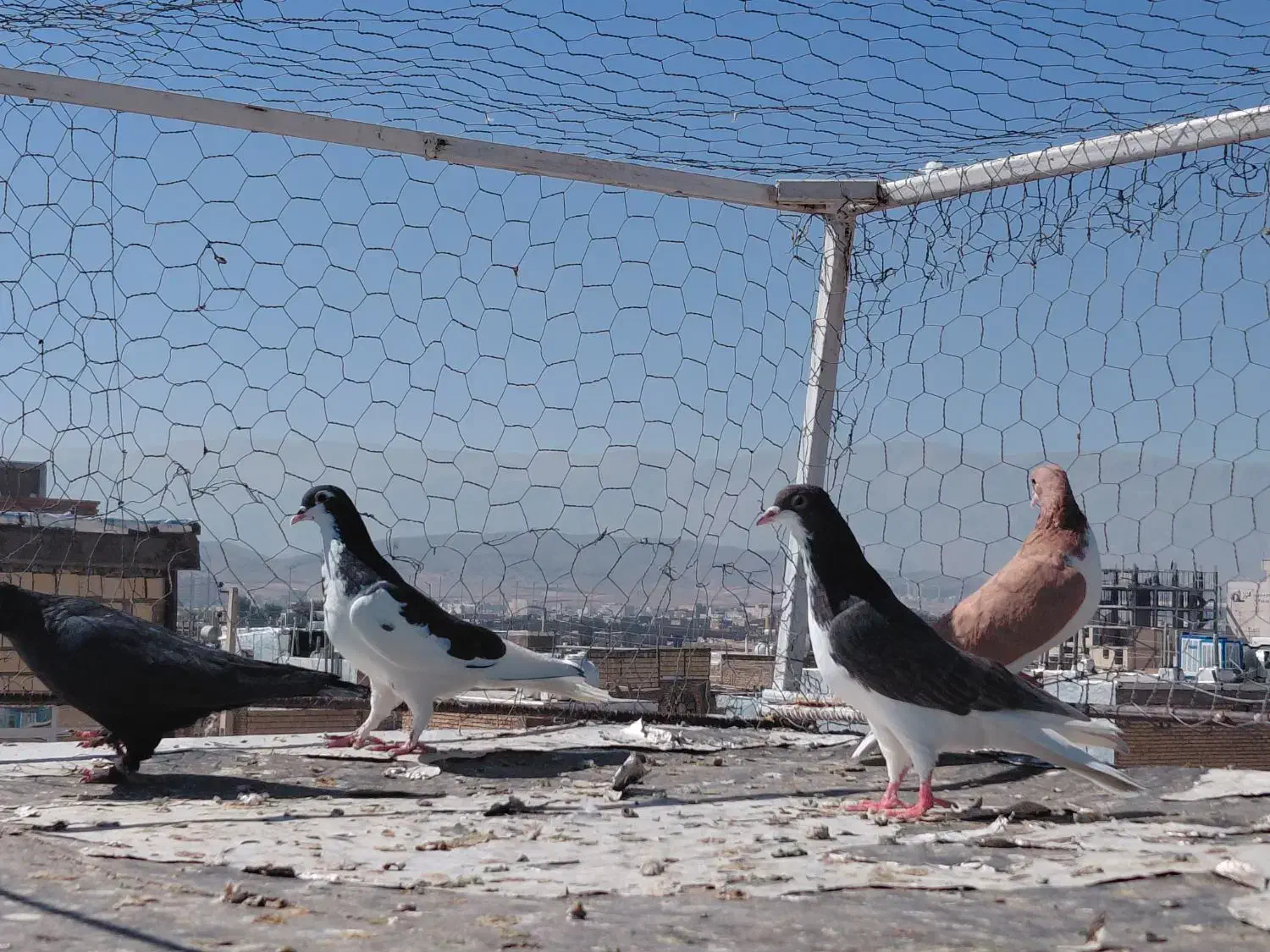 کفتر|پرنده|شیراز, کوشک میدان|دیوار