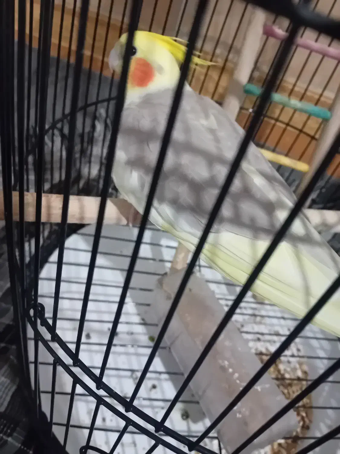 حر98|پرنده|رضویه, |دیوار