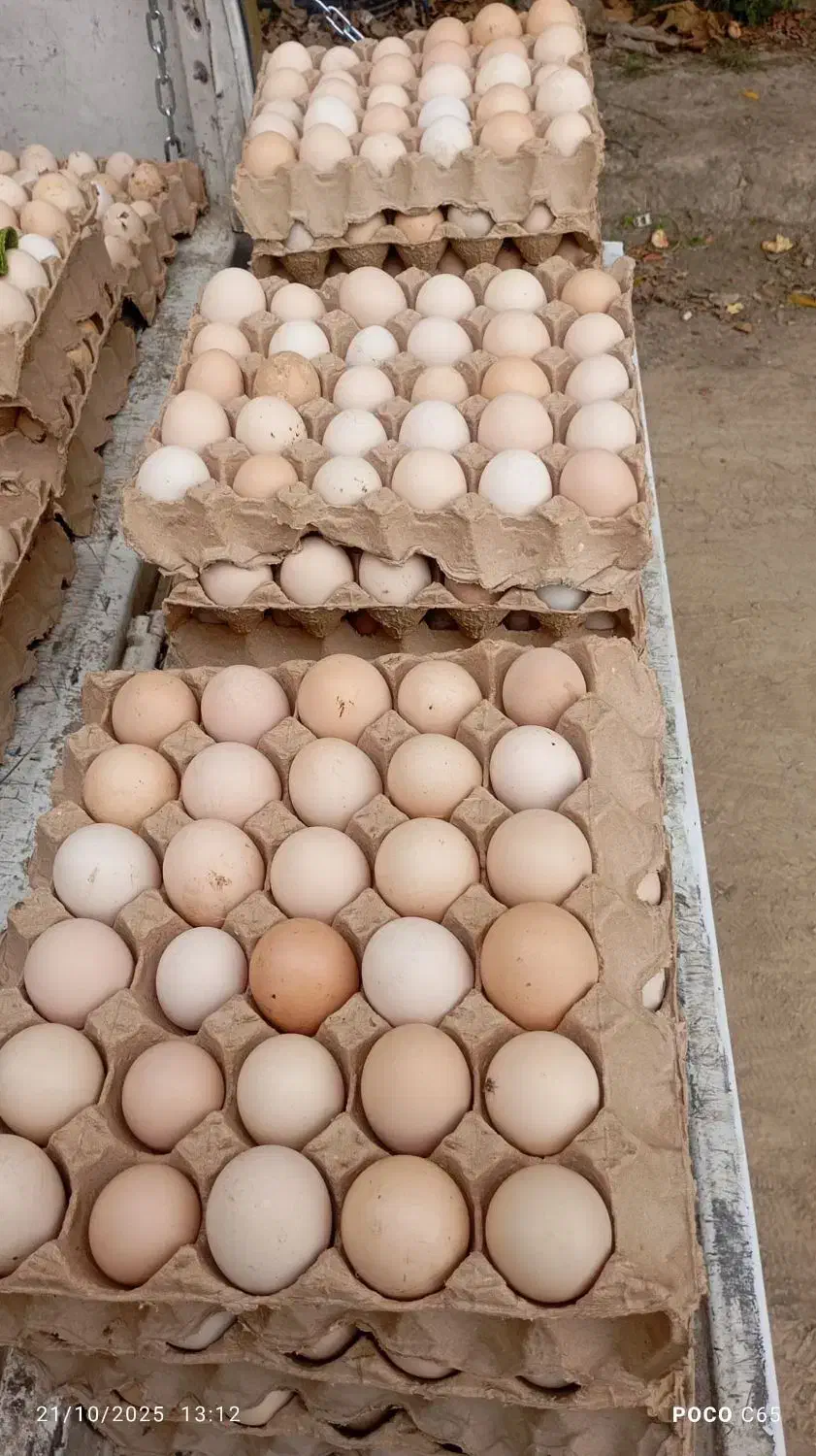 فروش تخم مرغ محلی|خوردنی و آشامیدنی|قائم‌شهر, |دیوار