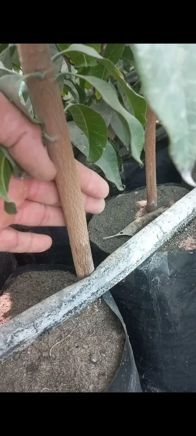 نهال انبه پیوندی چهارفصل رودان برنطین|خدمات باغبانی و درختکاری|بندرعباس, |دیوار
