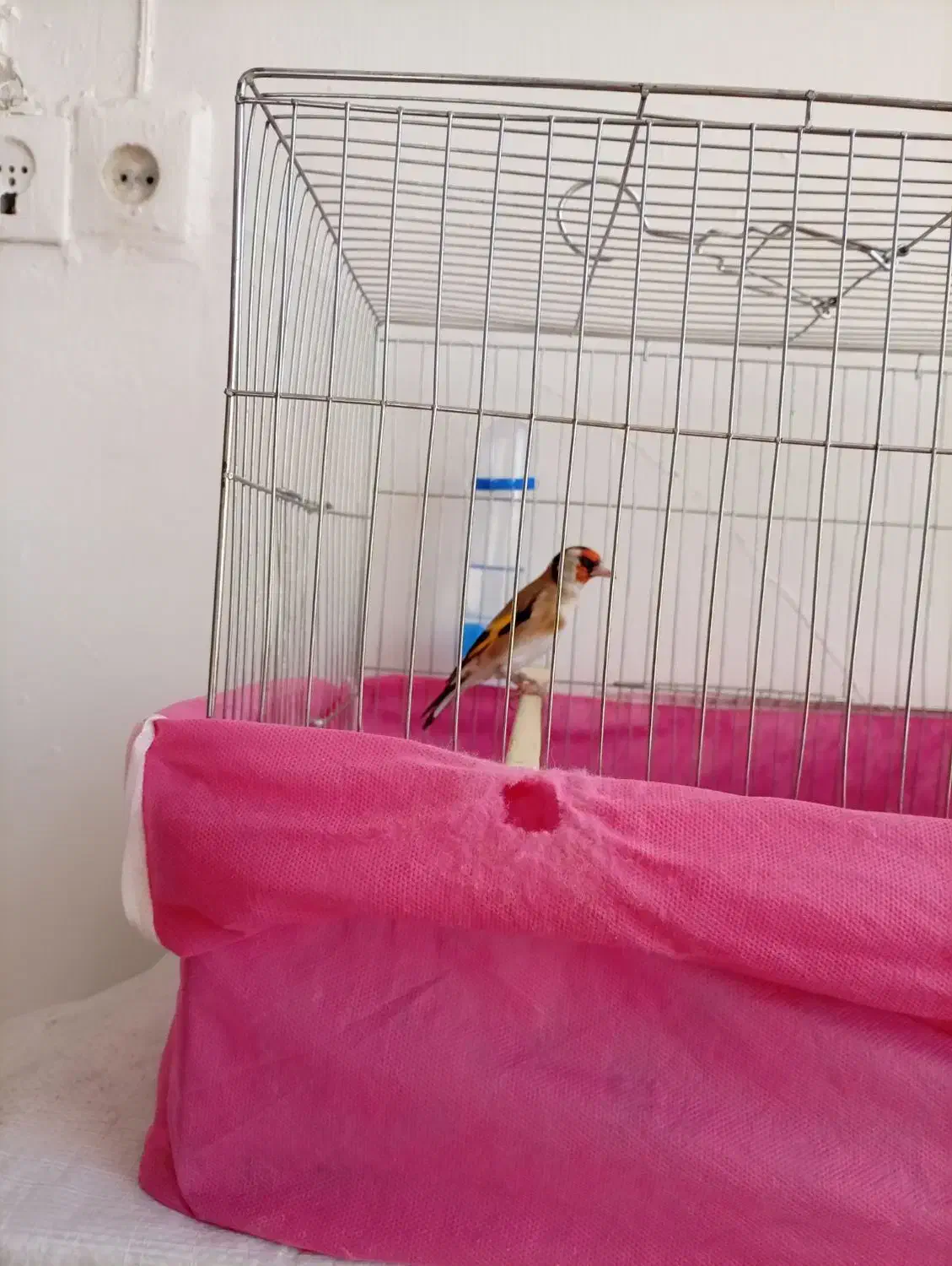 سهره|پرنده|کرمانشاه, |دیوار